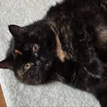 Kugel the Cat