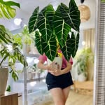 ROŚLINY KOLEKCJONERSKIE z variegacją