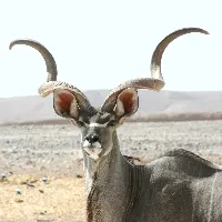 animalworld2997