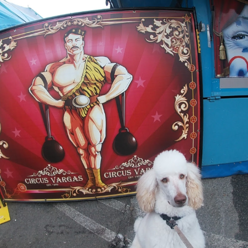 Oodles The French Poodle