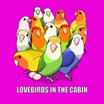 Love Birds In The Cabin