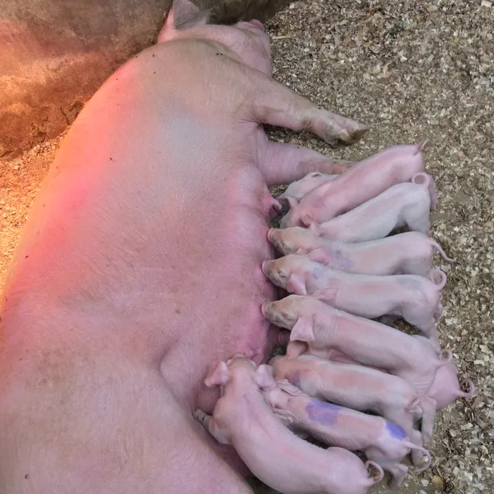 Granja Porcina el Buen Cerdo🐷