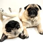 Zombie Pug & Crowley (Lil C)