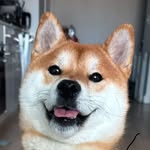 creed the shib