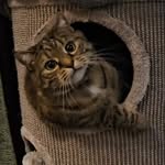 🐱Truus (Mew-Mew)