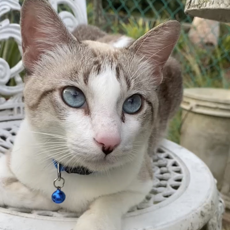 ShineYSL Cat Lover