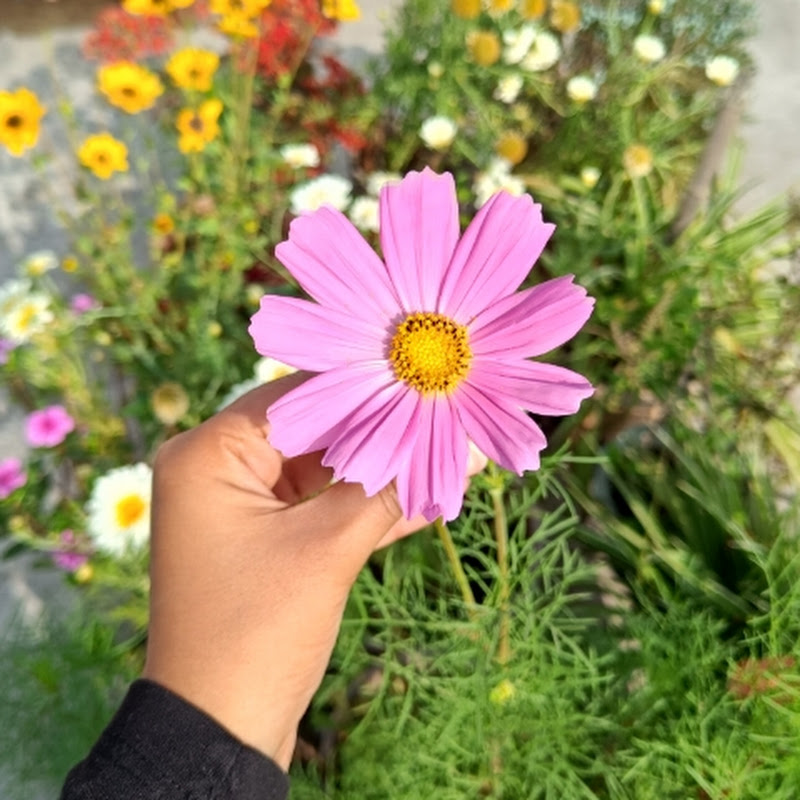 Gardening with shivani