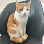GingerKimmy