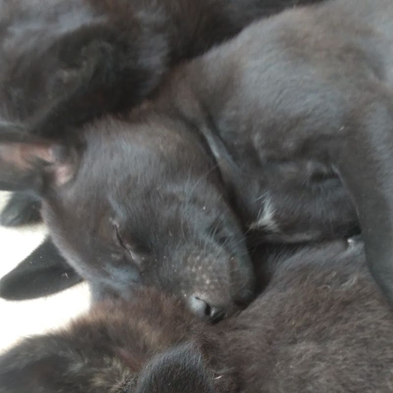 Animal Daily Stories 