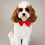 Willow The Cavapoo 🎀