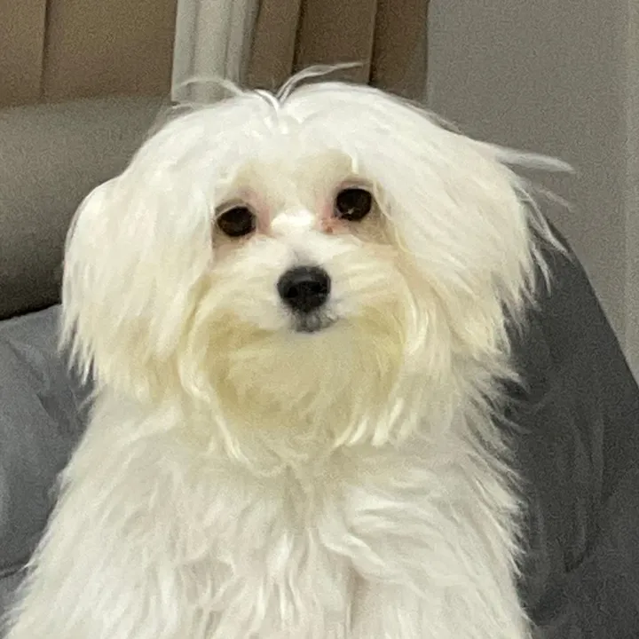 Angel | Jewelry & Pets