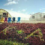 K&A Greenhouse