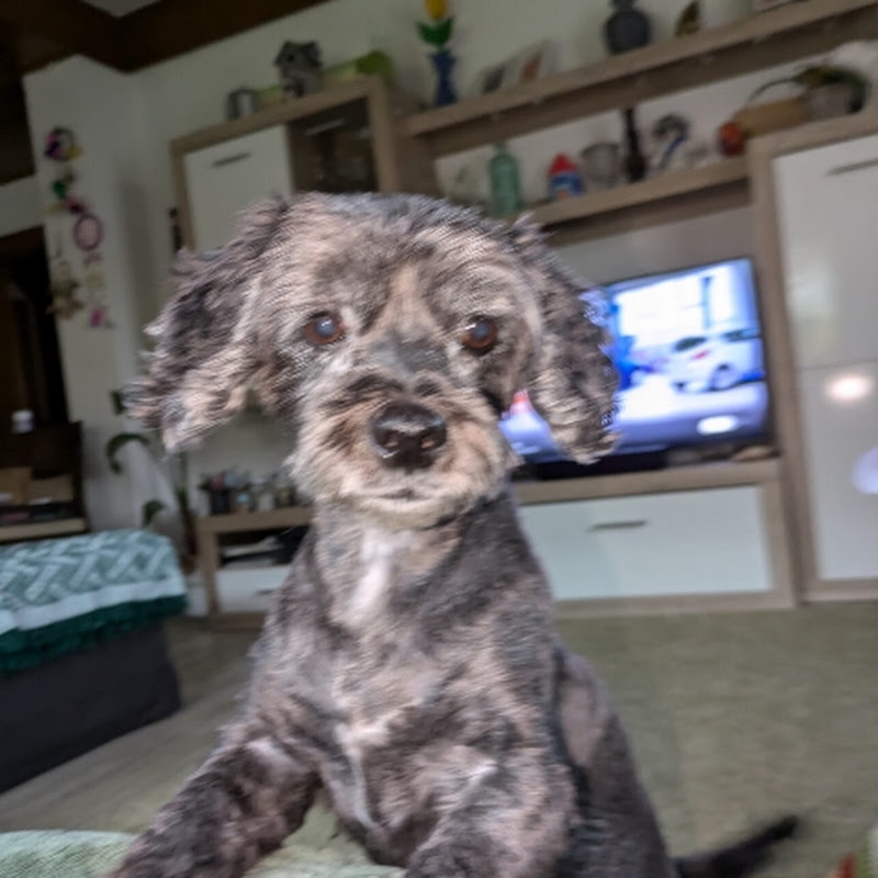 Happydoggy