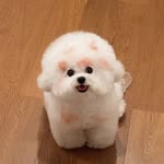 Cutedog