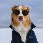 ᴘʜᴏᴇɴɪx + ᴍɪᴄʜᴀᴇʟᴀ