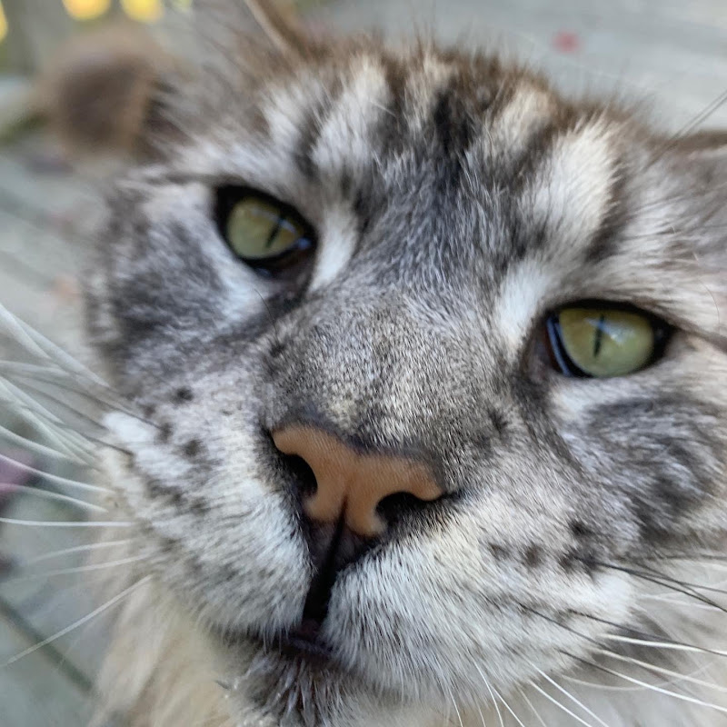 Maine Coon Capers