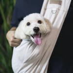 Toto Momo 🍑