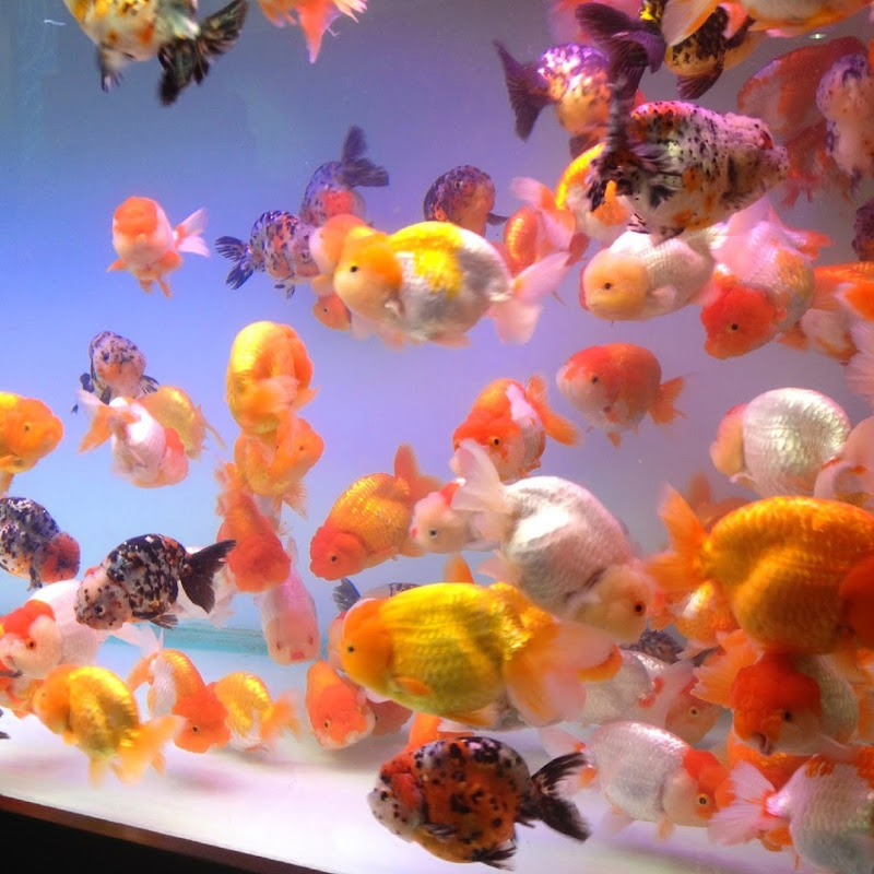 criadero de betta y goldfish Javier RD