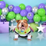 CHOKO - Bulldog ingles exótico