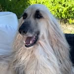 🧸 Fendi the Afghan Hound