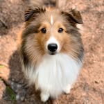 Nora the Cute Sheltie