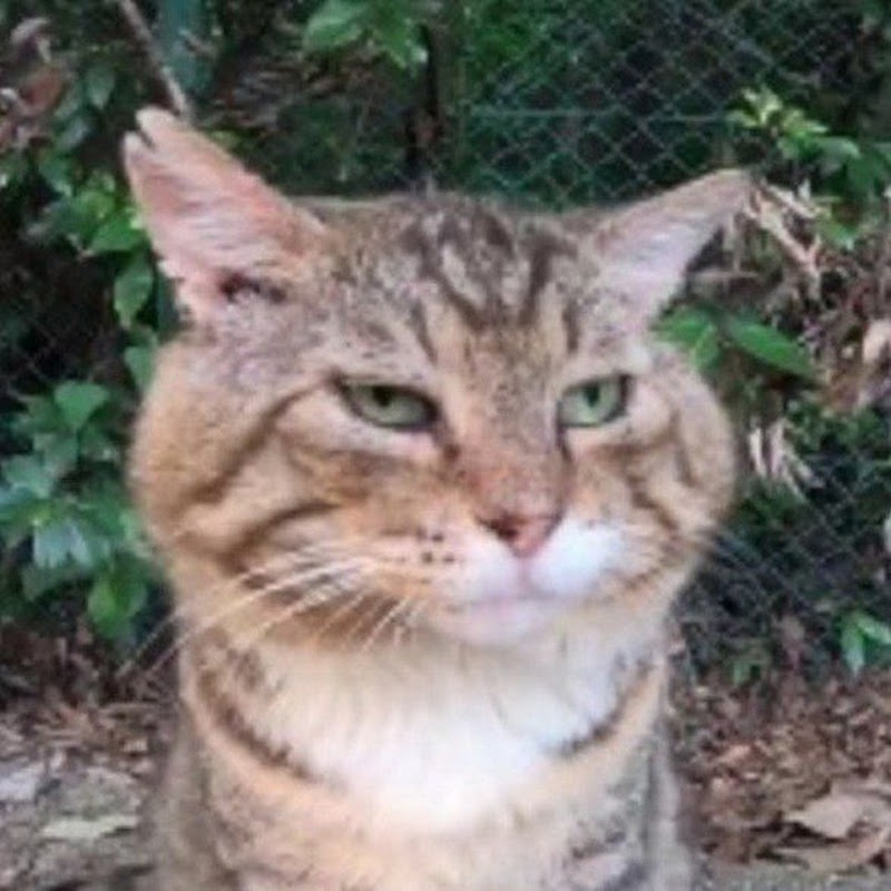 PasHa