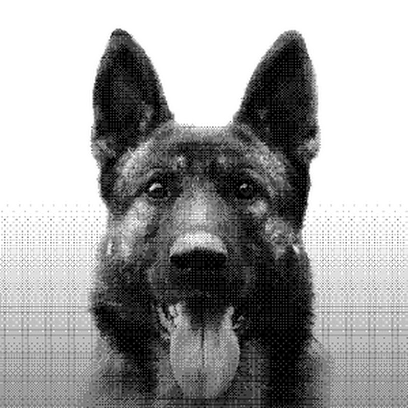 Немецкие Овчарки KCC KACKAD