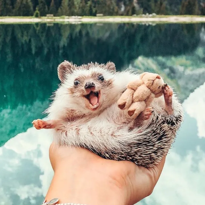 Mr.Pokee Hedgehog