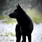 𝐓𝐇𝐄 𝐊-𝟗 𝐂𝐑𝐄𝐖