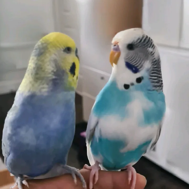 Budgie Boos 🐥🐦🦜