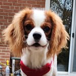 Captain Gabriel Landesdog