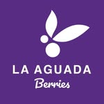 Frutos La Aguada Berries 🫐🍒🥝