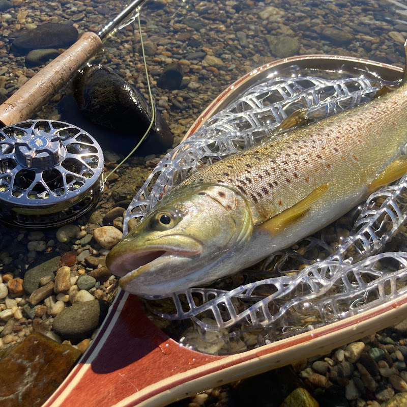 Surgeon Fishing