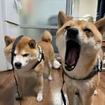 さぬきの豆ちゃん大豆ちゃん天豆ちゃんとパパ