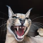 Каракал, Caracal, Каракалище