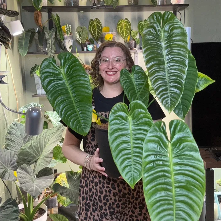 Shannon | Plants 🪴| Home