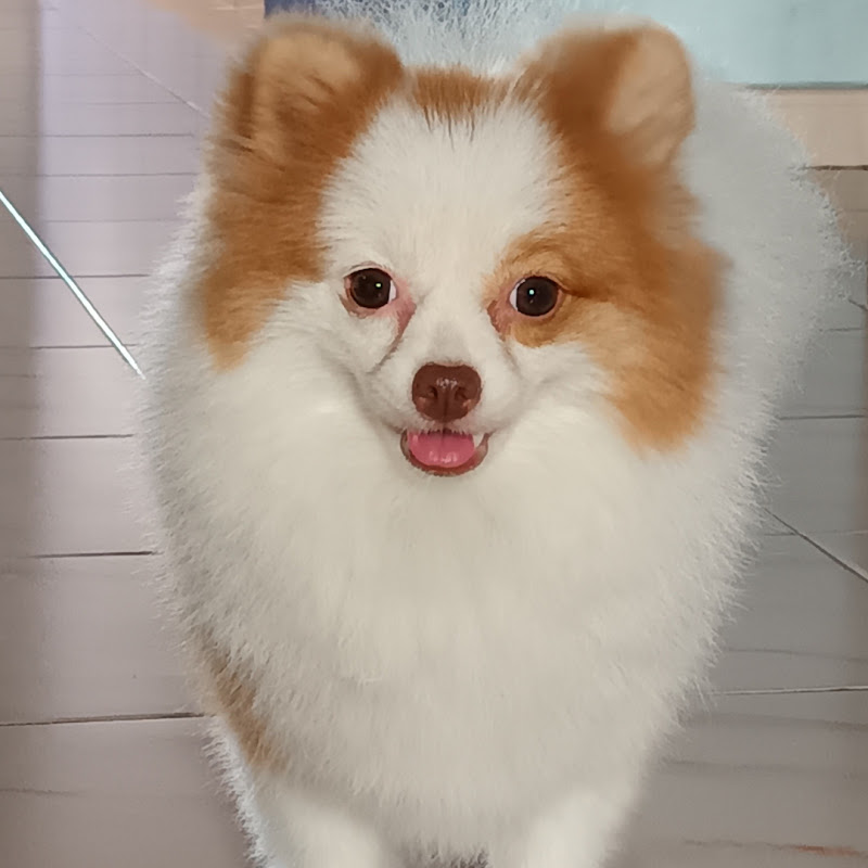 KoKo The Pomeranian