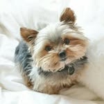 Teddy