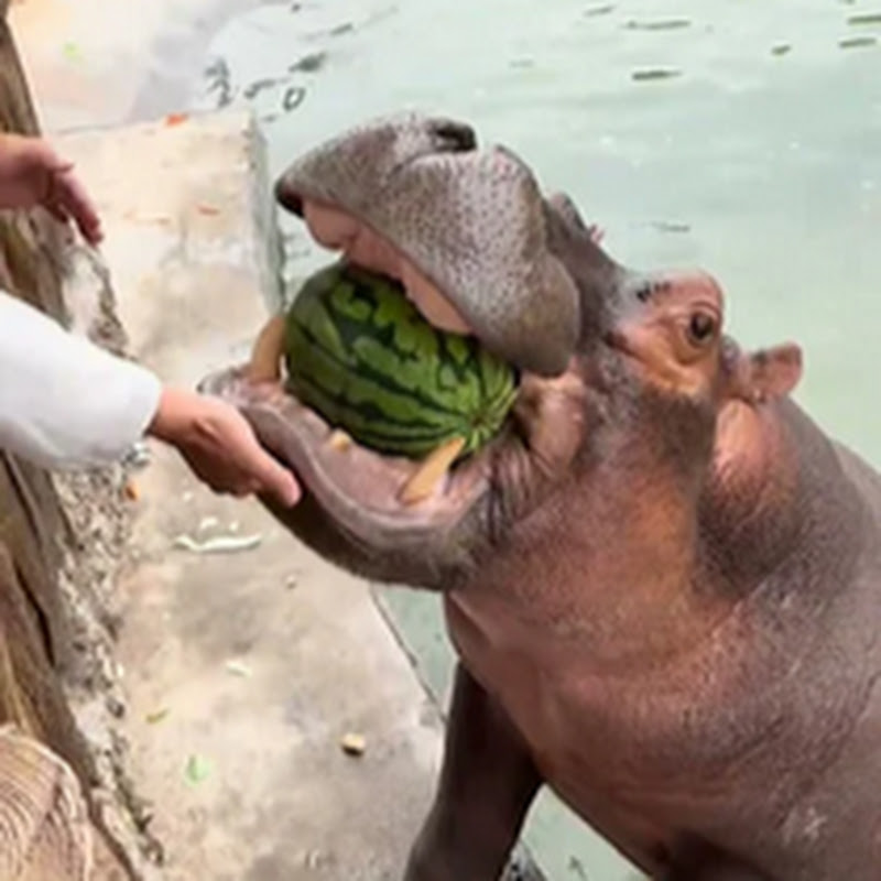 Hippo Channel