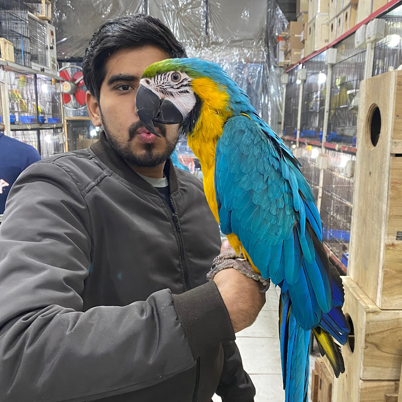 Mani k Pets
