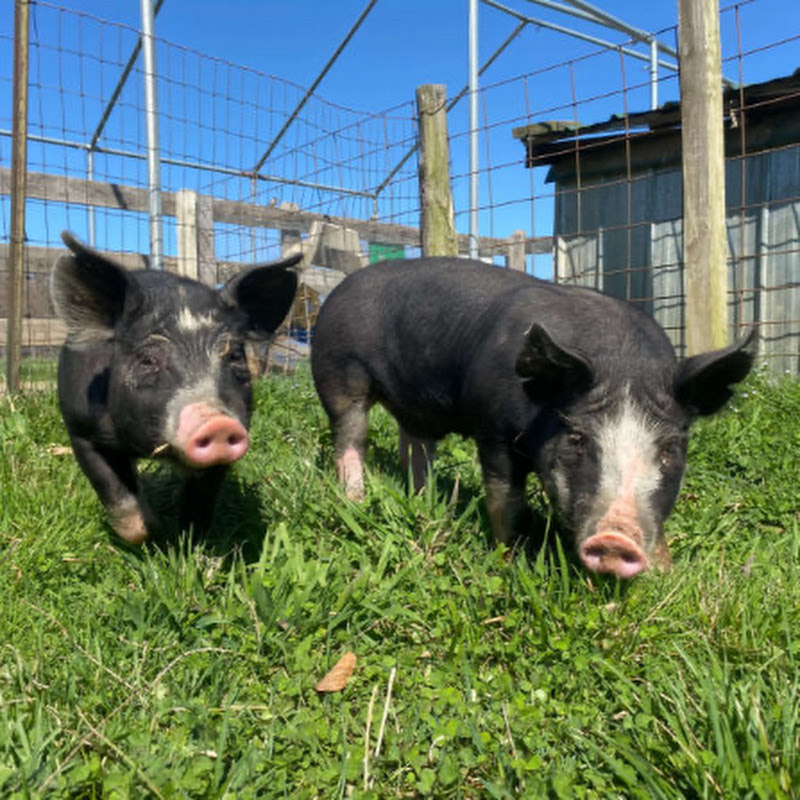 M&U PIG FARM LTD