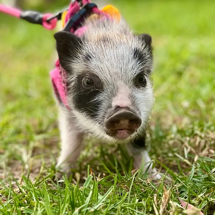 LuLu The Pixie Pig