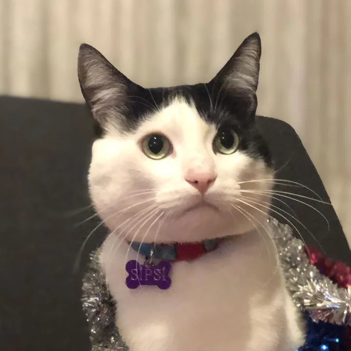 SİPSİİİCAT