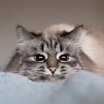 June, Jay & James 🐱 | Catfluencer 📸