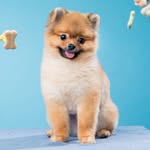 Kibi ♡ 奇比小熊仔