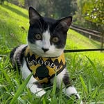 MIGUEL | CAT INFLUENCER