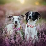 SightHoundSisters