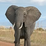 elephant_pilote