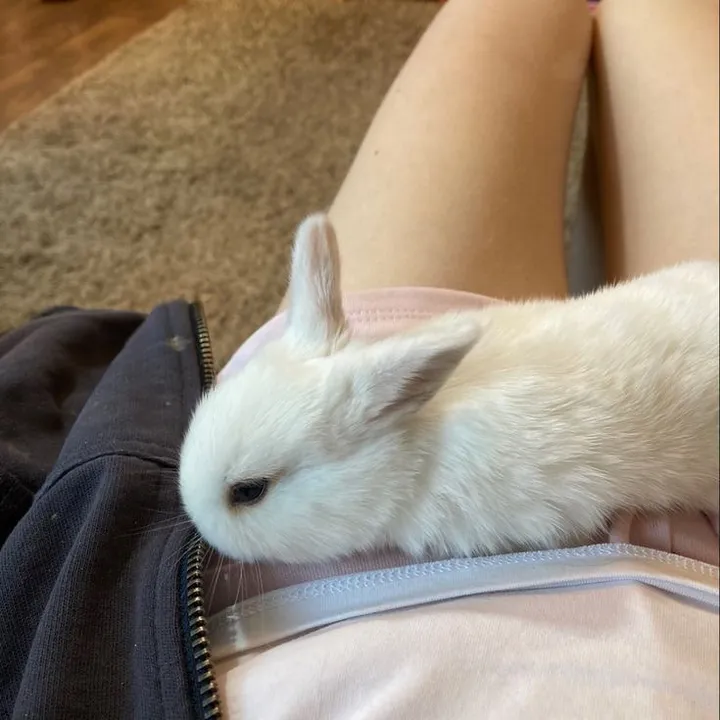 bunnysfood
