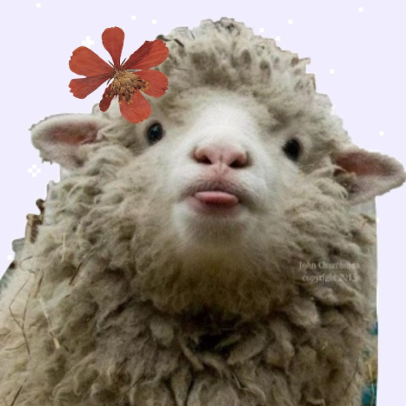 Umbra The Sheep